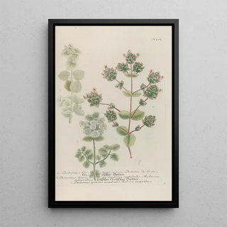 Johann Wilhelm Weinmann - Phytanthoza iconographia Pl185.webp