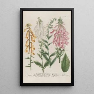 Johann Wilhelm Weinmann - Phytanthoza iconographia Pl186.webp