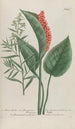 Phytanthoza iconographia Pl194 - Johann Wilhelm Weinmann — vista dell’opera