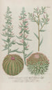 Phytanthoza iconographia Pl197 - Johann Wilhelm Weinmann — Ansicht des Kunstwerks