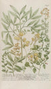 Phytanthoza iconographia Pl199 - Johann Wilhelm Weinmann — vista dell’opera