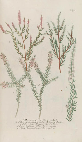 Johann Wilhelm Weinmann - Phytanthoza iconographia Pl204.webp