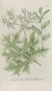 Phytanthoza iconographia Pl207 - Johann Wilhelm Weinmann — Ansicht des Kunstwerks