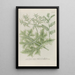 Phytanthoza iconographia Pl207 - Johann Wilhelm Weinmann — gerahmtes Bild an der Wand