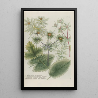 Johann Wilhelm Weinmann - Phytanthoza iconographia Pl208.webp