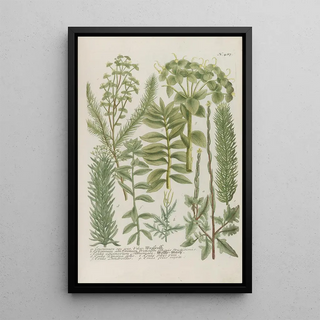 Johann Wilhelm Weinmann - Phytanthoza iconographia Pl210.webp