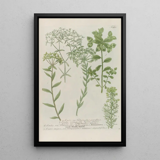 Johann Wilhelm Weinmann - Phytanthoza iconographia Pl212.webp