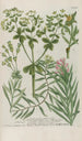 Phytanthoza iconographia Pl215 - Johann Wilhelm Weinmann — vista dell’opera