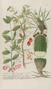 Phytanthoza iconographia Pl217 - Johann Wilhelm Weinmann — vista dell’opera