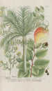 Phytanthoza iconographia Pl224 - Johann Wilhelm Weinmann — vista dell’opera