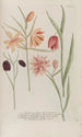Phytanthoza iconographia Pl240 - Johann Wilhelm Weinmann — Ansicht des Kunstwerks
