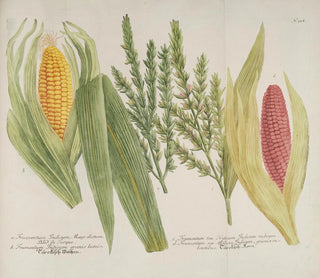 Johann Wilhelm Weinmann - Phytanthoza iconographia Pl241.webp