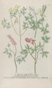 Phytanthoza iconographia Pl243 - Johann Wilhelm Weinmann — Ansicht des Kunstwerks