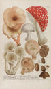Phytanthoza iconographia Pl245 - Johann Wilhelm Weinmann — Ansicht des Kunstwerks