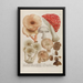 Phytanthoza iconographia Pl245 - Johann Wilhelm Weinmann — gerahmtes Bild an der Wand