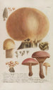 Phytanthoza iconographia Pl246 - Johann Wilhelm Weinmann — Ansicht des Kunstwerks