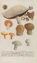 Phytanthoza iconographia Pl247 - Johann Wilhelm Weinmann — Ansicht des Kunstwerks