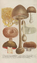Phytanthoza iconographia Pl248 - Johann Wilhelm Weinmann — Ansicht des Kunstwerks