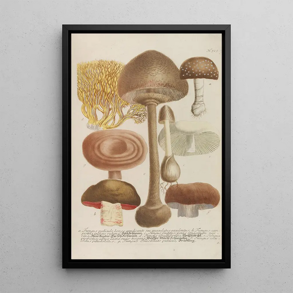 Johann Wilhelm Weinmann - Phytanthoza iconographia Pl248.webp