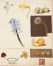 Study of flowers, fruits, and green tomatoes - Johanna Fosie — artwork view