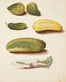 Study of the Green Cases - Johanna Fosie — artwork view