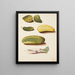 Study of the Green Cases - Johanna Fosie — framed artwork on a wall