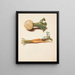 Study of turnips and carrots - Johanna Fosie — framed artwork on a wall