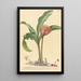 Haemanthus - Johannes Jacob Haid — gerahmtes Bild an der Wand