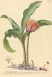 Haemanthus - Johannes Jacob Haid — Ansicht des Kunstwerks
