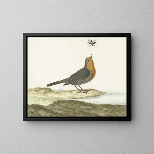 Rotkehlchen - Johannes van Bronckhorst — gerahmtes Bild an der Wand