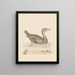 Enten-Rouan - John Abbot — gerahmtes Bild an der Wand