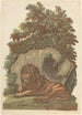 Der Löwe - John Baptist Jackson — Ansicht des Kunstwerks