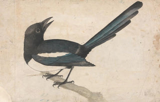 John Bewick - A Magpie.webp