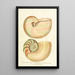 Encyclopaedia londinensis Conchyliologie Pl 02 - John Chapman — quadro incorniciato alla parete