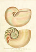 Encyclopaedia londinensis Conchyliologie Pl 02 - John Chapman — vista dell’opera