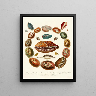 John Chapman - Encyclopaedia londinensis Conchology Pl 03.webp