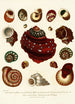 Encyclopaedia londinensis Conchyliologie Pl 09 - John Chapman — artwork view