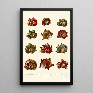 John Chapman - Encyclopaedia londinensis Conchology Pl 10.webp