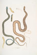 Serpent du Bengale Coluber Bengalensis 47 Serpent losangé Coluber rectangulus - John Edward Gray — vista dell’opera
