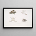 1a Rana arboricola maculata Hyla maculata 2 2a Rana del Bengala Rana Bengalensis - John Edward Gray — quadro incorniciato alla parete