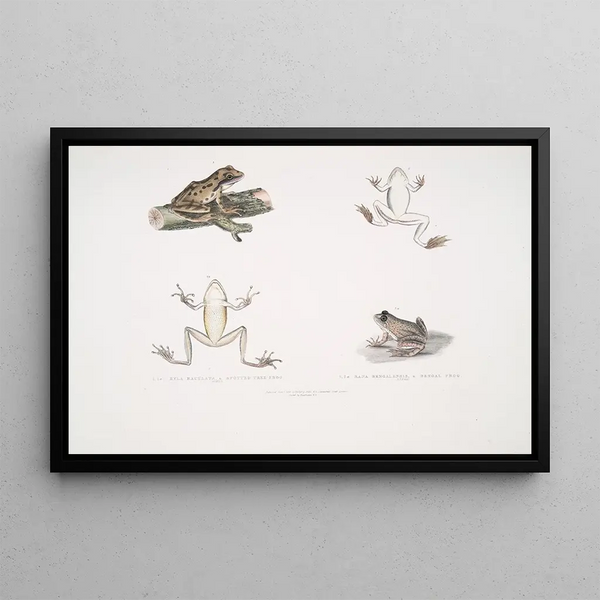 John Edward Gray - 1 1a Spotted Tree Frog Hyla maculata 2 2a Bengal Frog Rana Bengalensis.webp
