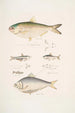 2 Hareng indien Clupea Indica 2 Hareng à dos haut Chatoessus altus 3 4 Hareng Motius Clupea Motius - John Edward Gray — vista dell’opera