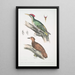 Pic de l'Almorah Picus dimidiatus 2 Pic indien roux Picus rufus - John Edward Gray — quadro incorniciato alla parete