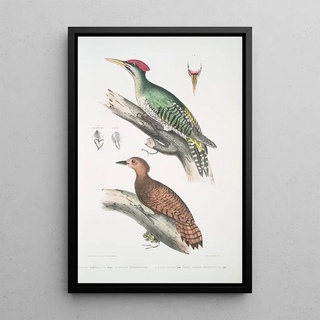 John Edward Gray - 1 Almorah Woodpecker Picus dimidiatus 2 Rufus Indian Woodpecker Picus rufus.webp