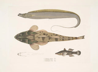 John Edward Gray - 1 Armed Hairtail Trichiurus armatus 2 Chacca Flathead Platycephalus Chacca 3 Indian Cheilodipterus Checlodipterus Batis.webp