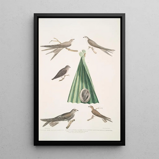 John Edward Gray - 1 Balassian Swift Cypselus palmarum 1a Male 1b Female 1c Young 1d Nest 2 Allied Swift Cypselus affinis.webp