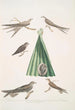 Martinet de Balassie Cypselus palmarum 1a Maschio 1b Femmina 1c Giovane 1d Nido 2 Martinet affine Cypselus affinis - John Edward Gray — vista dell’opera