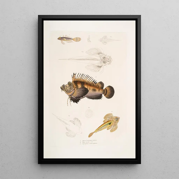 John Edward Gray - 1 Bearded Anaora Amora tentaculata amboina 2 Cuviers Pelors Pelors Cuvieri 3 Forked Spined Dragonette Callionymus serrato spinosus.webp
