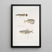 Diploptère magnifique Diplopterus pulcher Taille naturale 2 Tétrodon à tête lisse Tetraodon leiopleura Oceano Indiano - John Edward Gray — quadro incorniciato alla parete