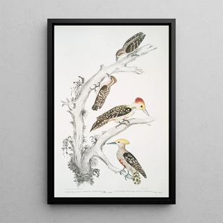 John Edward Gray - 1 Brown Woodpecker Picus Molluccensis Male and Female 2 Mahratta Woodpecker Picus Mahrattensis Male and Female.webp